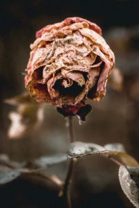 Murder Mystery Dinner @ Henderson Castle | Kalamazoo | Michigan | United States