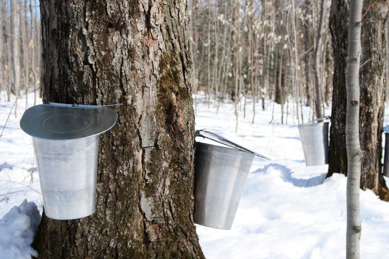 Michigan Maple Syrup It's That Time of Year