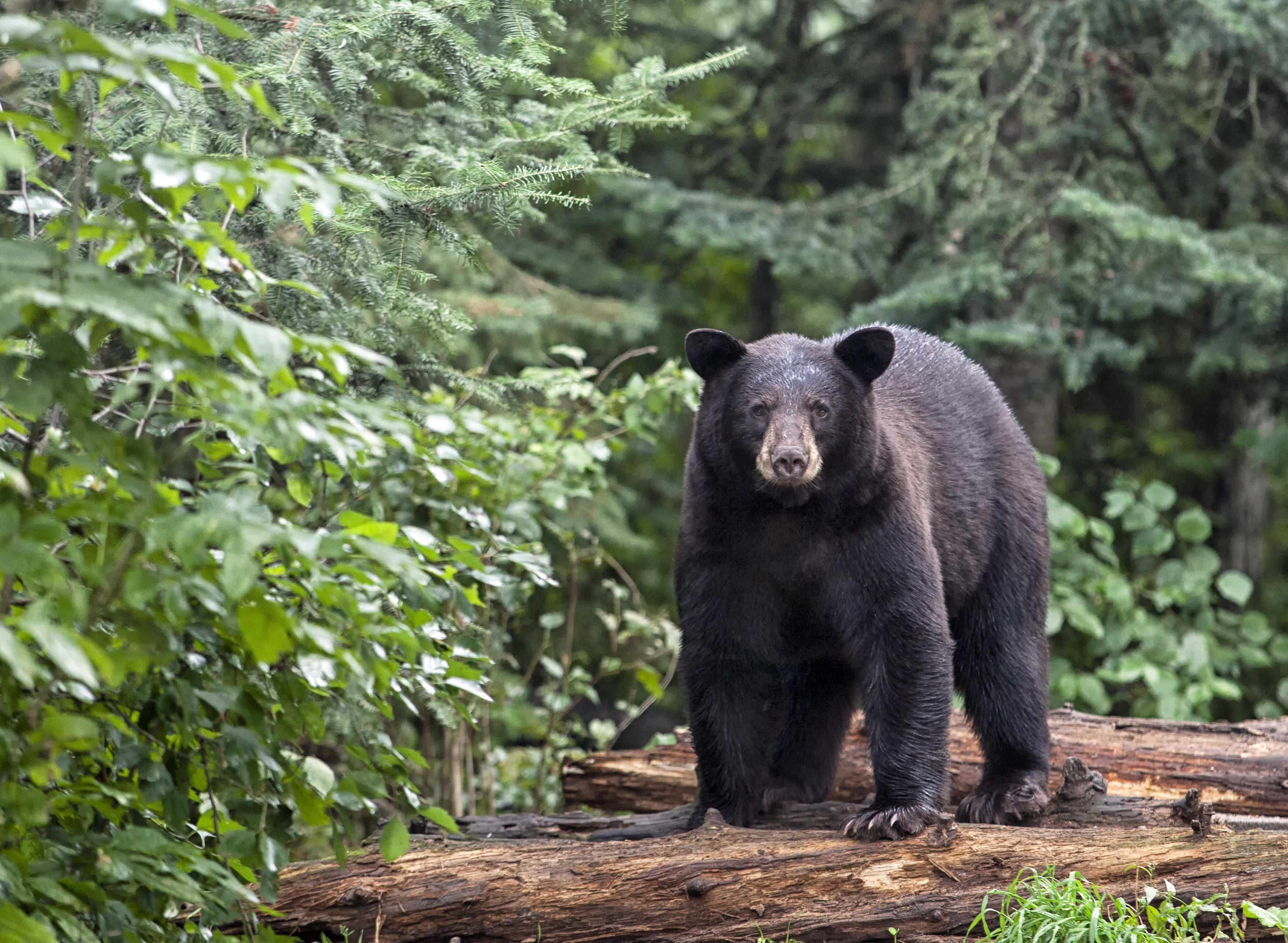 What You Should Know About Michigan Black Bears MARVAC