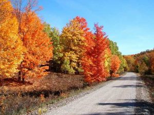 Betsie Valley Trail