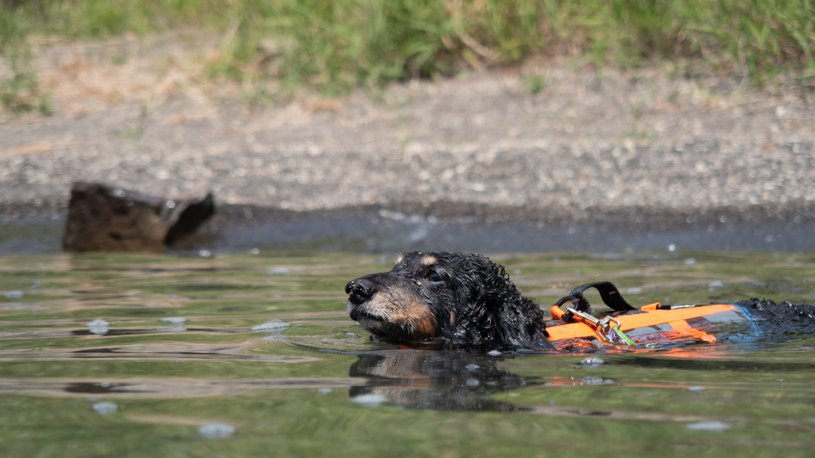 how to keep dogs safe while camping