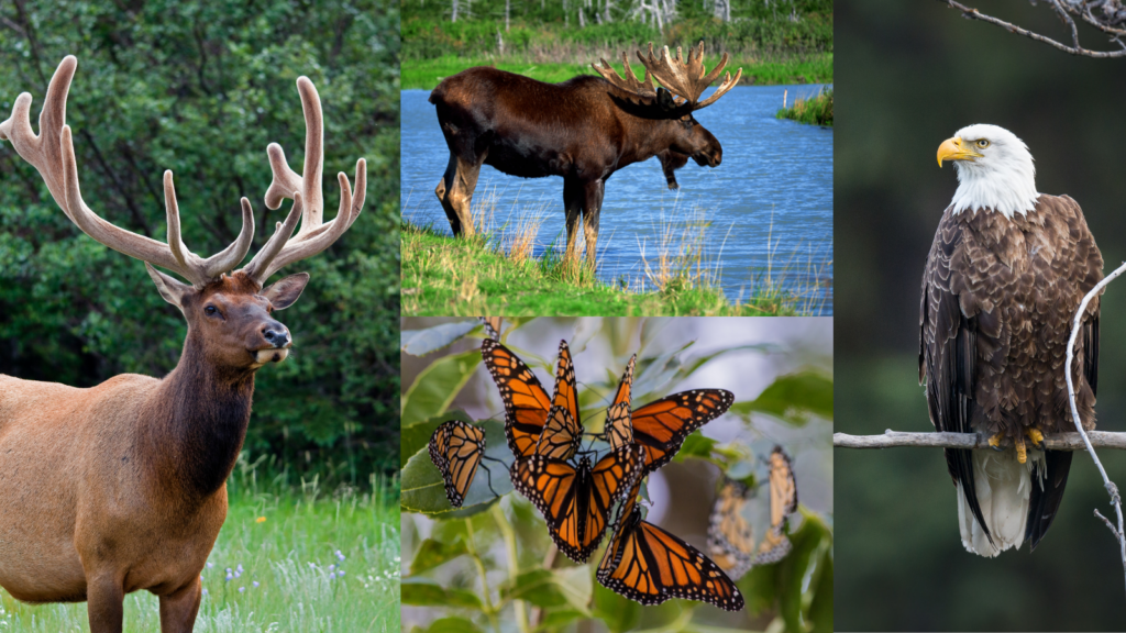 8 Michigan Destinations Perfect for Watching Wildlife